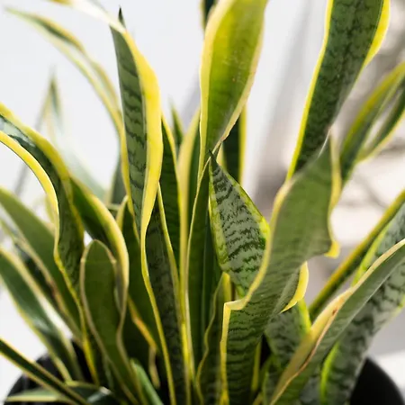 Maison d'hôtes Casa Sao Francisco Old Town